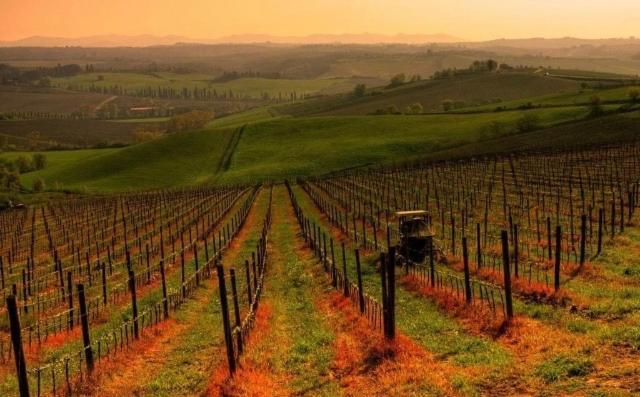 Chianti *